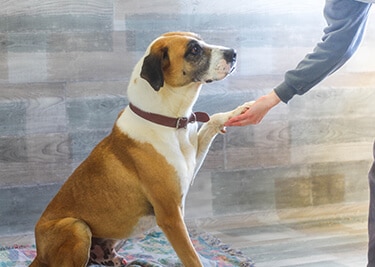 Comment éduquer son chien ?