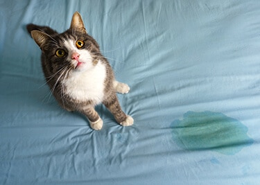 Mon chat fait pipi sur mon lit : causes et solutions