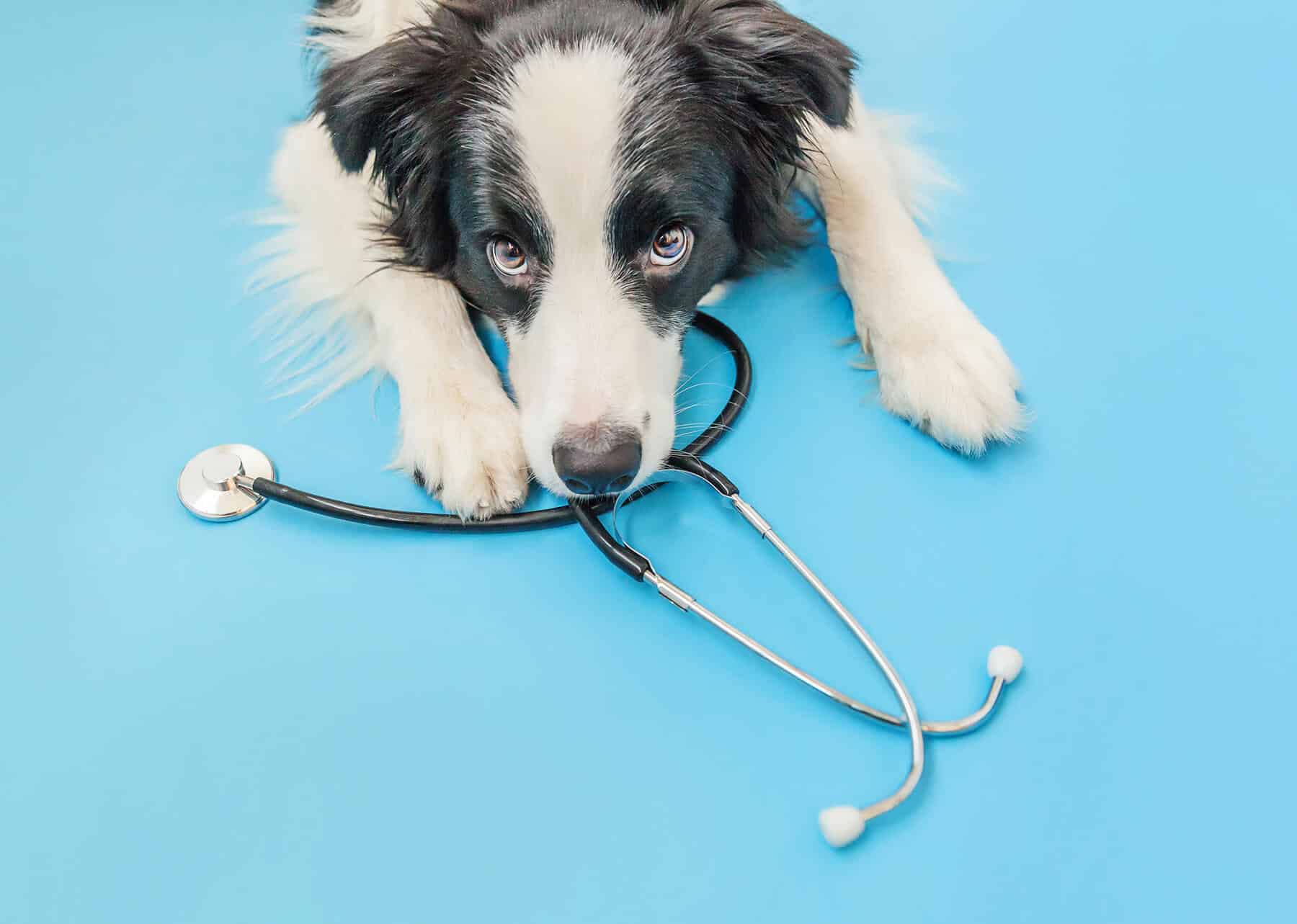 Castration et stérilisation du chien techniques, prix et bénéfices