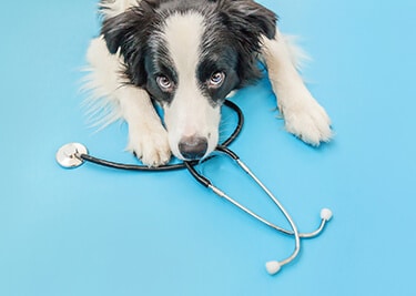 Pourquoi faire stériliser / castrer son chien ?