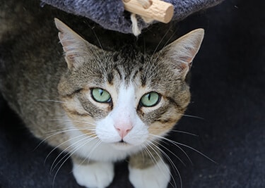 Comportement du chat