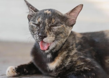 Protéger son chat lors des fortes chaleurs