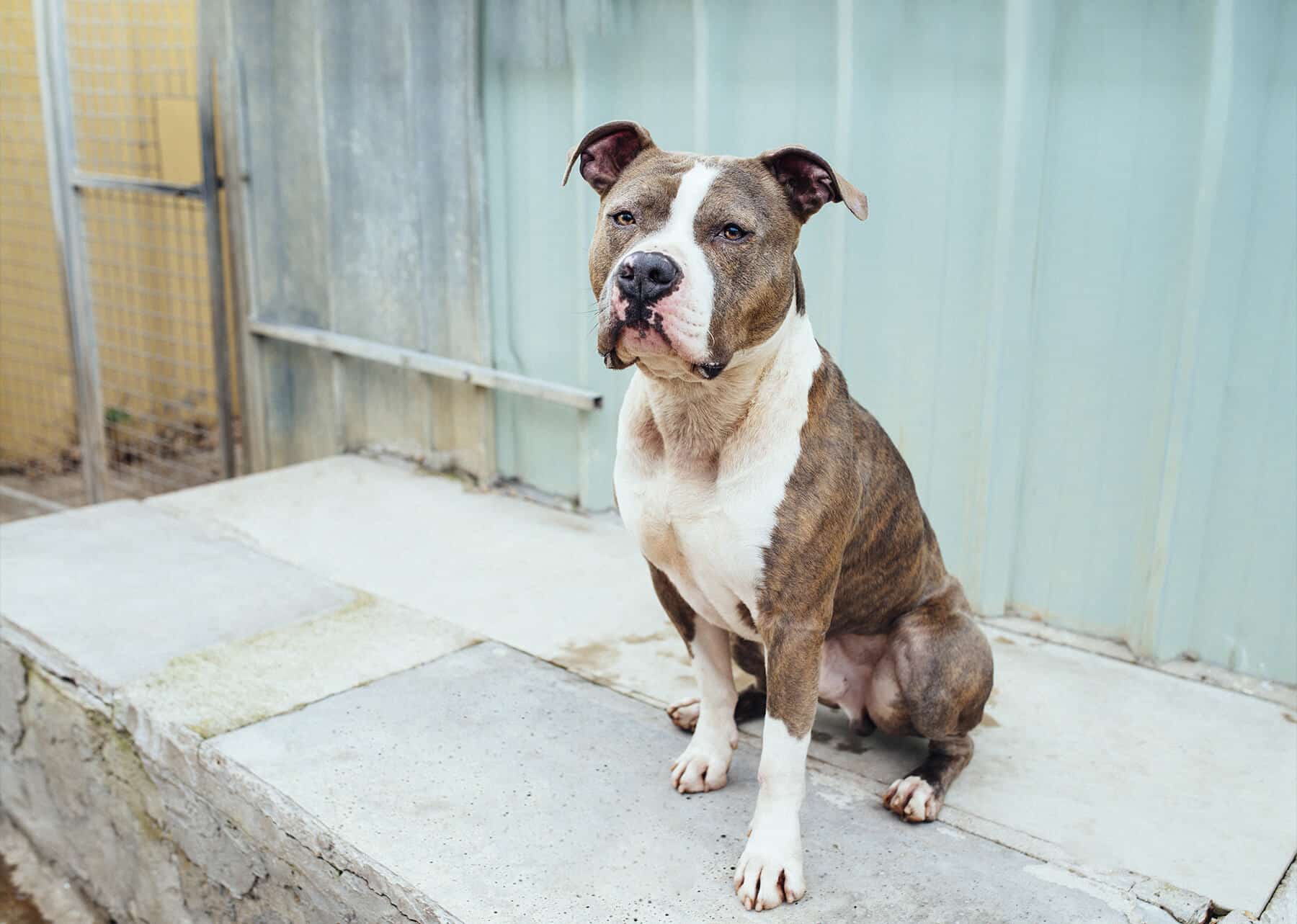 mélange de boxeur berger allemand blanc