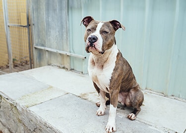 Quelle est la durée de vie d'un chien ?