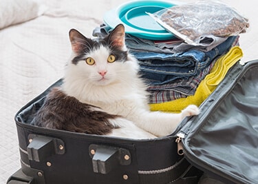 Partir en vacances avec son chat ?