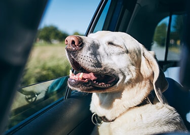 Comment passer de bonnes vacances avec son chien ?