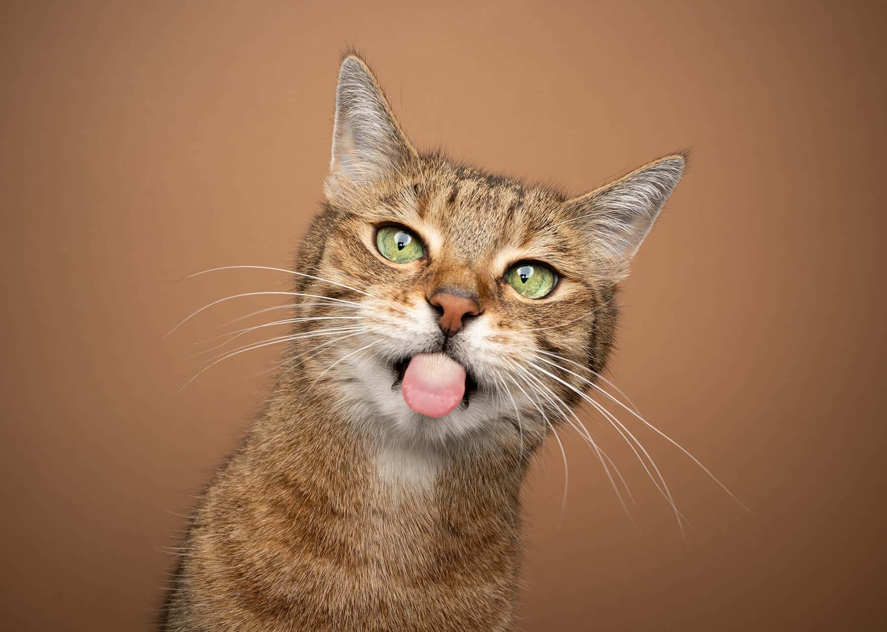 Pourquoi mon chat me lèche ? 5 raisons possibles l La SPA