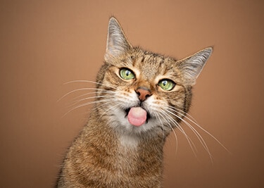 Pourquoi mon chat me lèche ?