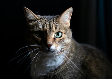 Chat qui miaule la nuit : que faire ?