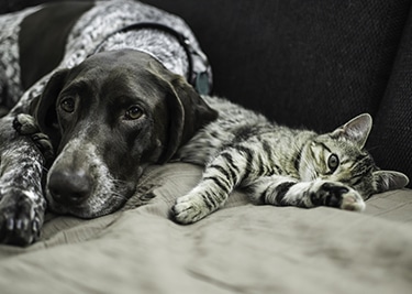 Pourquoi adopter ?