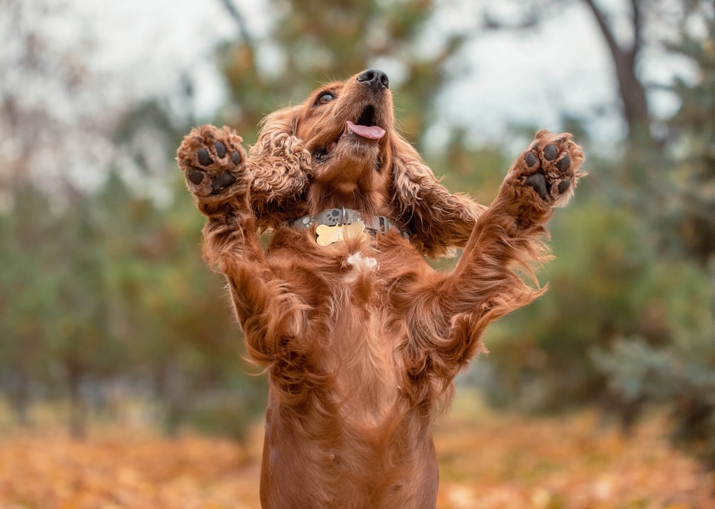 Un chien de couleur rousse, probablement un Cocker Spaniel, se tient debout sur ses pattes arrière, tête levée vers le haut, gueule ouverte et langue tirée, dans une forêt d'automne. Ses deux pattes avant sont levées symétriquement de chaque côté de sa tête, révélant la face inférieure de ses coussinets sombres. Il porte un collier clair. Le sol est jonché de feuilles mortes orangées et le fond présente un bosquet d'arbres flous.
