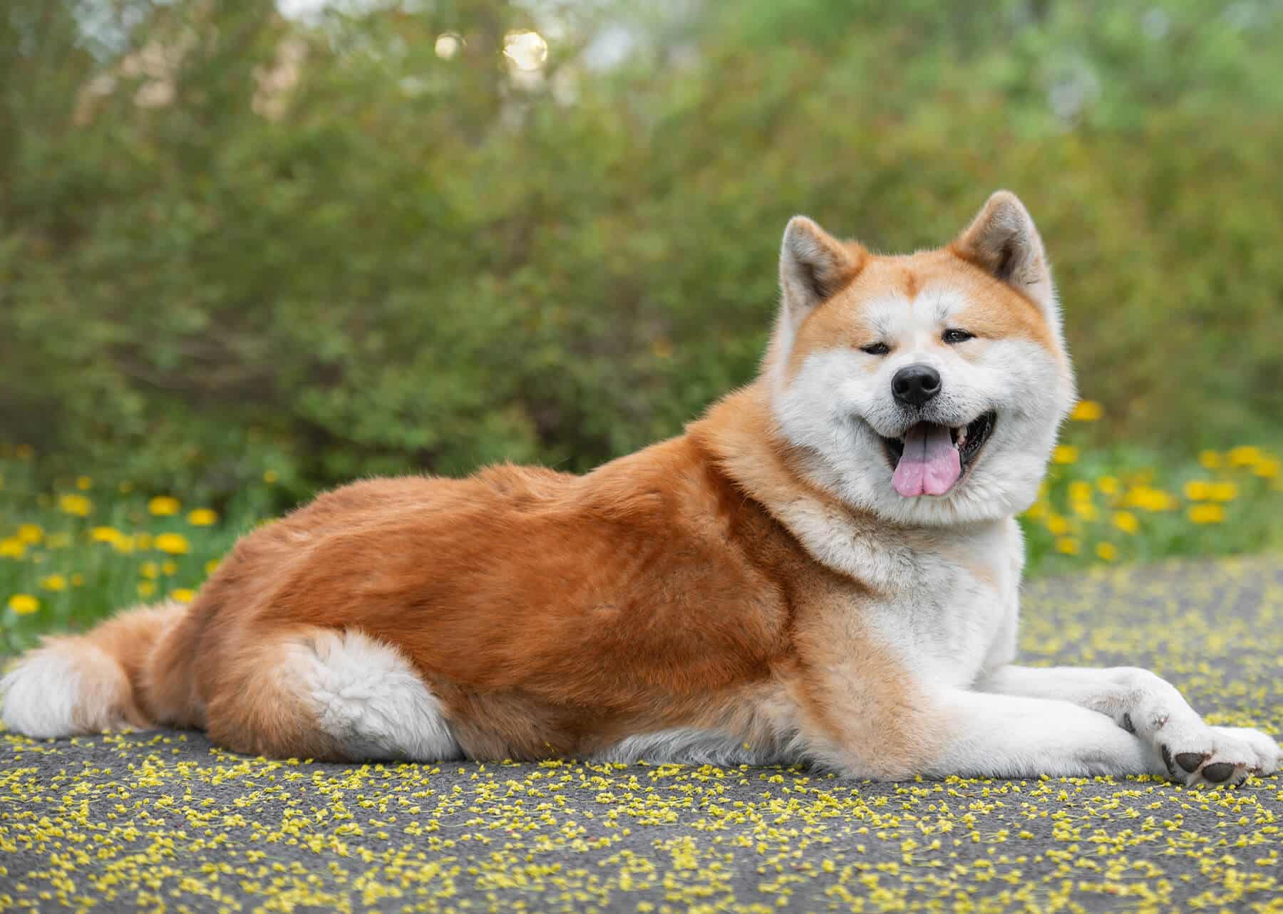 Akita Inu Caract re ducation Et Alimentation L La SPA