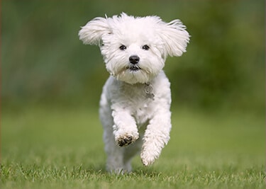 Adopter un Bichon