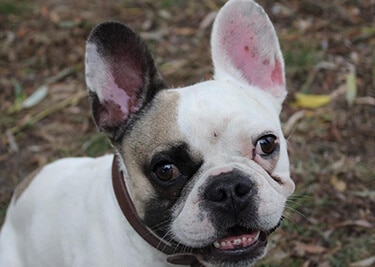 Adopter un Bouledogue français