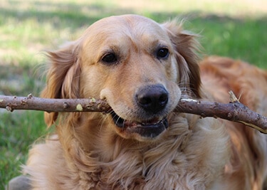 Adopter un Golden Retriever