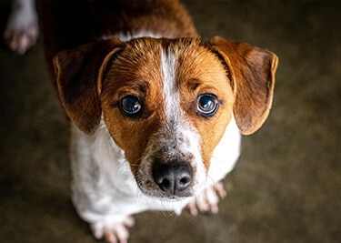 Adopter un Jack Russel