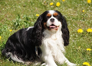 Adopter un Cavalier King Charles