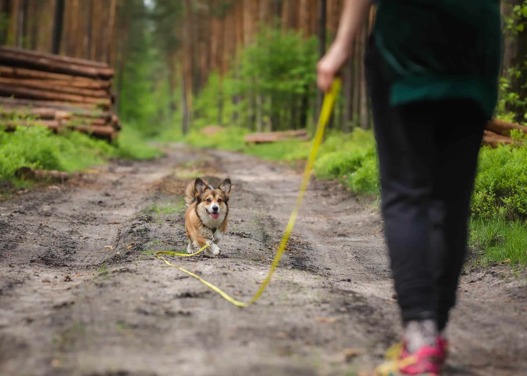 Comment apprendre le rappel à son chien ? l La SPA