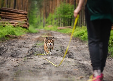 Comment apprendre le rappel à son chien ?