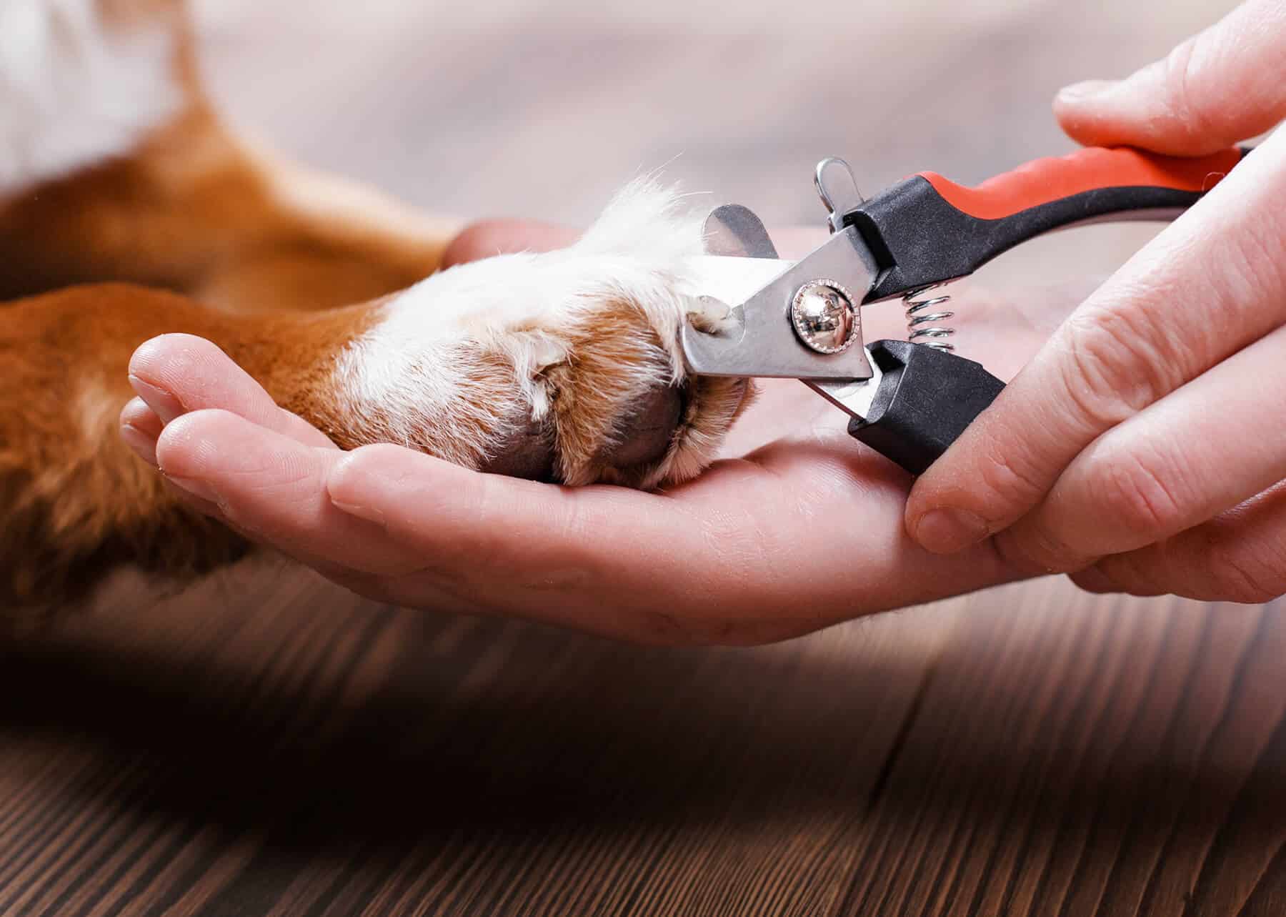 Coupe-griffe pour chien