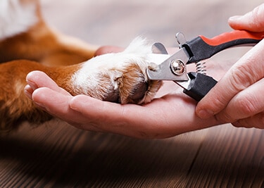 Couper les griffes d'un chien en toute sécurité : nos conseils