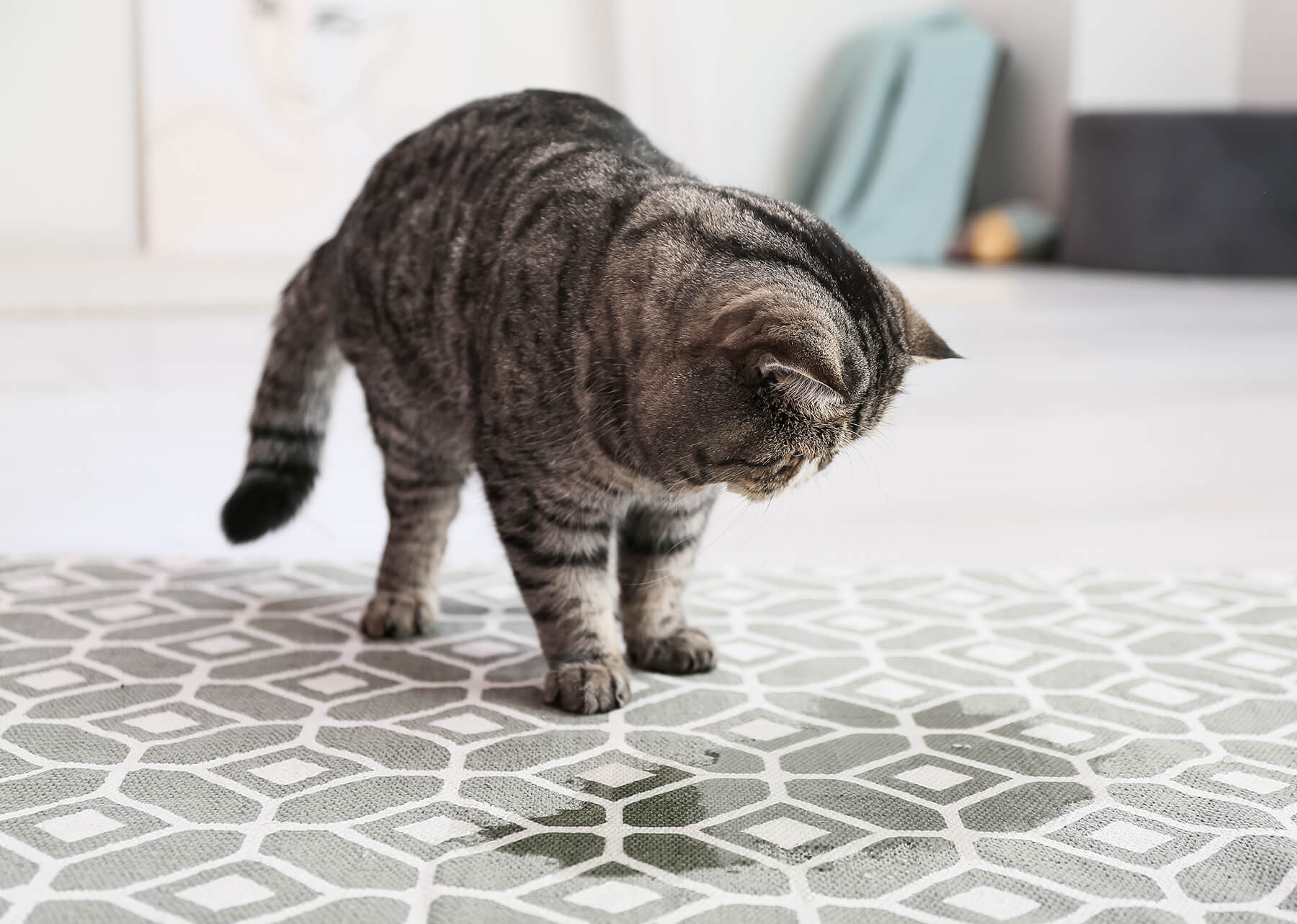Urine de chat : les astuces pour éliminer l'odeur