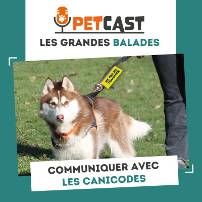 Visuel du Podcast : Communiquer avec les canicodes