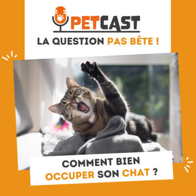 Podcast : Comment bien occuper son chat ?