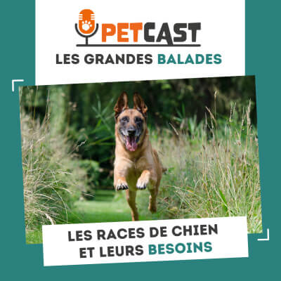 Visuel du Podcast : Les races de chien et leurs besoins
