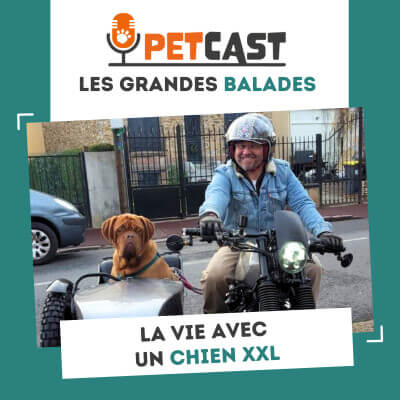 Visuel du Podcast : La vie avec un chien XXL