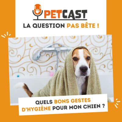 Visuel du Podcast : Quels sont les bons gestes d'hygiène pour mon chien ?