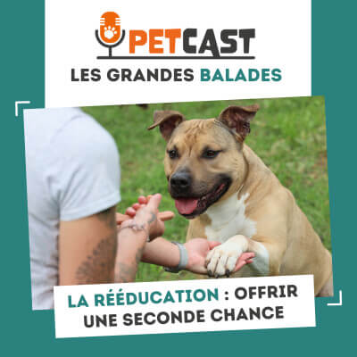 Visuel du Podcast : Rééducation canine : donner une seconde chance aux chiens de la SPA