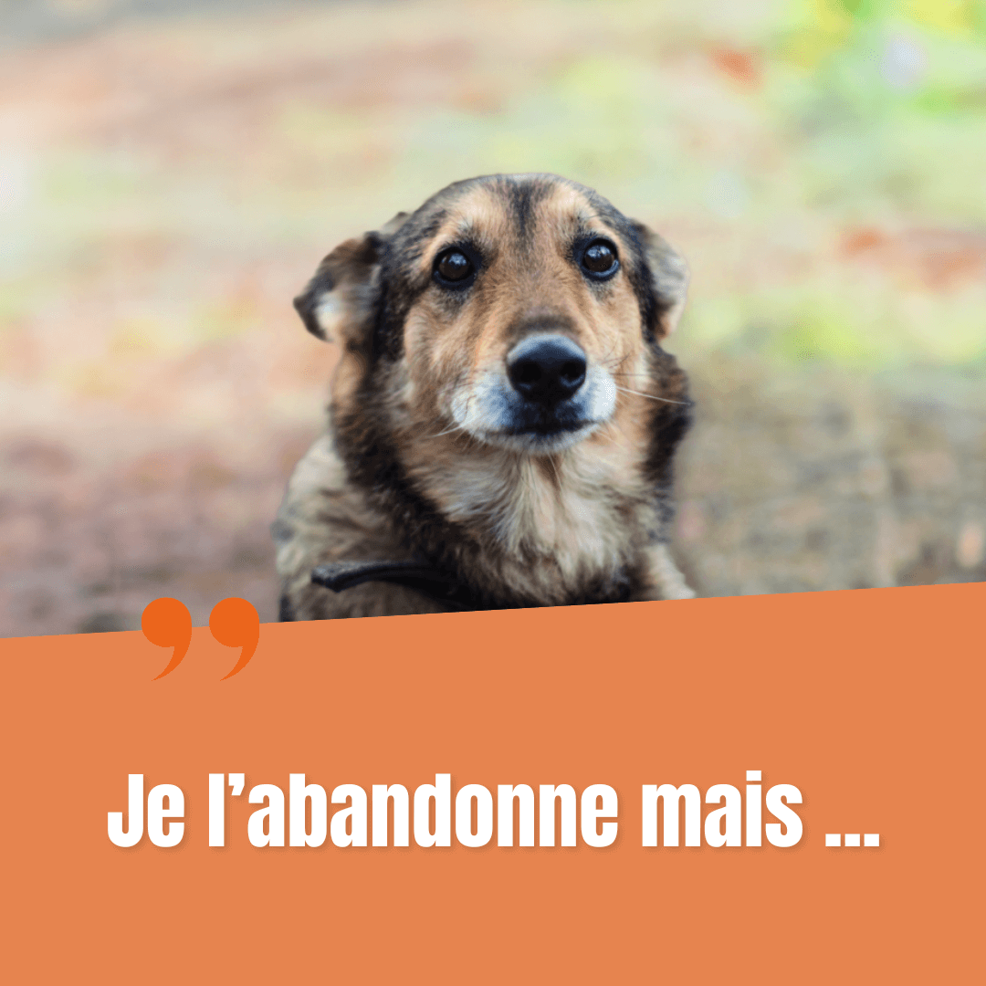L’abandon est toujours une blessure - LA SPA