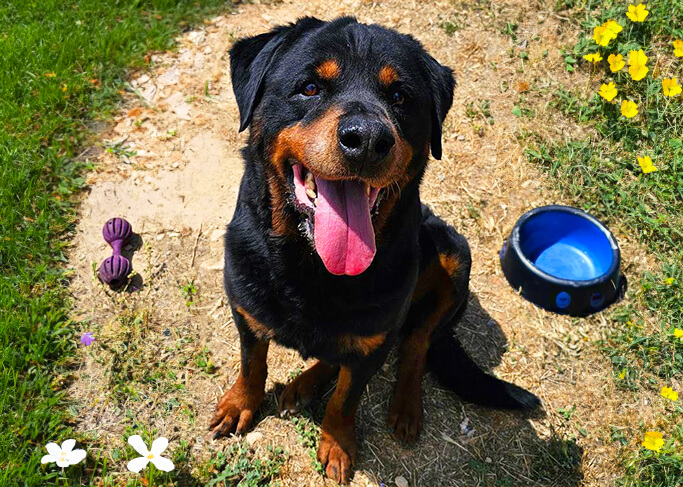 Un Rottweiler noir qui tire la langue assis en extérieur sur une pelouse sèche, il est entouré d'un jouet à mâchouiller et d'une gamelle vide.