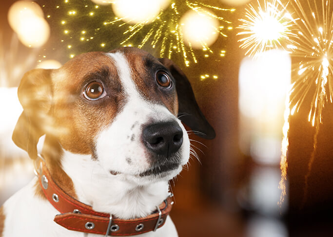 Feux d’artifice : les conseils pour protéger votre chien