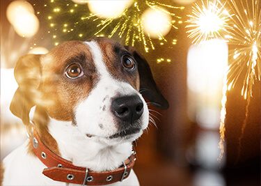 Feux d’artifice : les conseils pour protéger votre chien