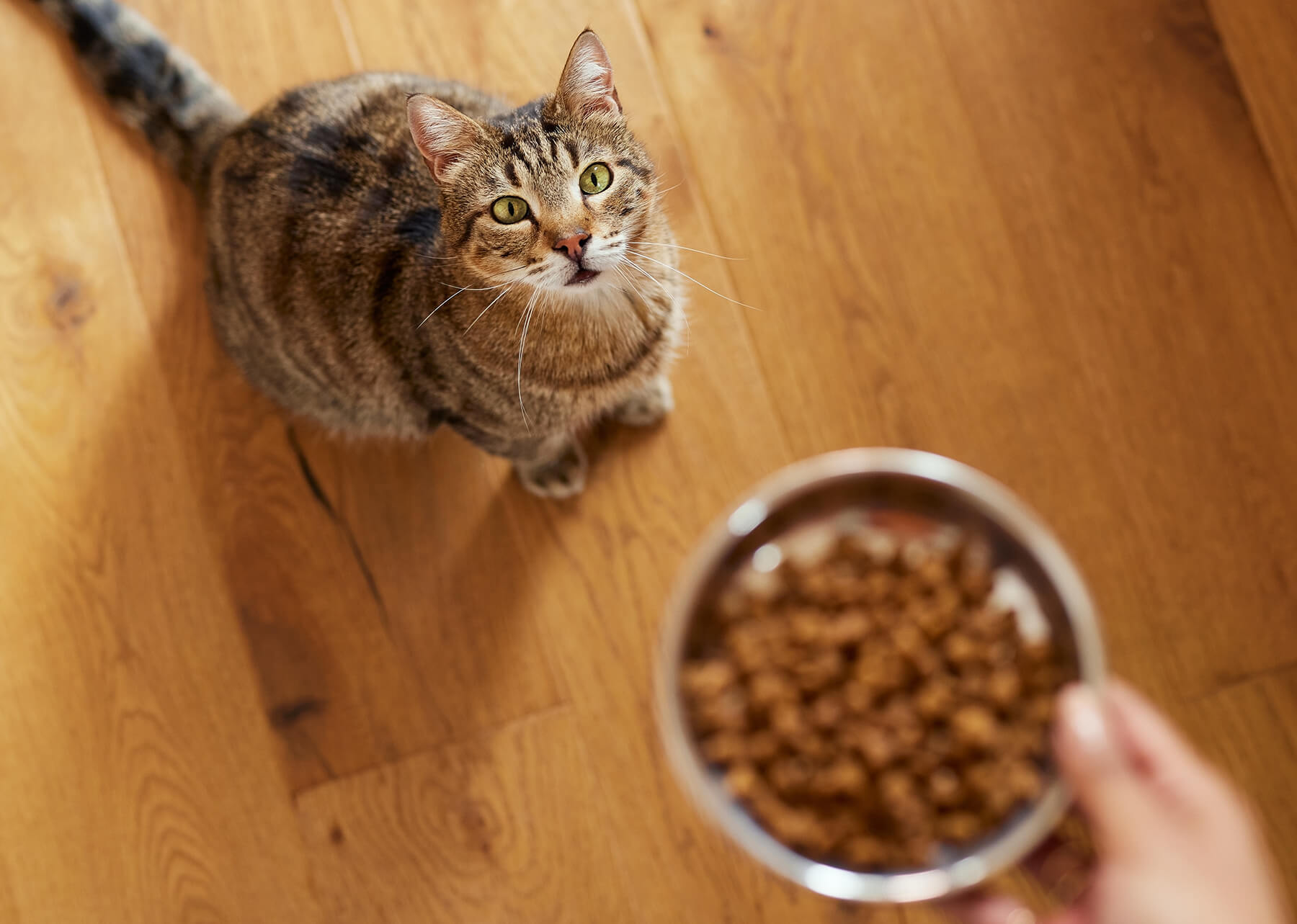 Chat tigré marron avec des yeux verts, regardant un bol de croquettes que tient une main humaine. En arrière plan un sol en bois.