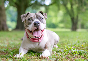 Quels sont les chiens de catégorie 1 ou 2 ?