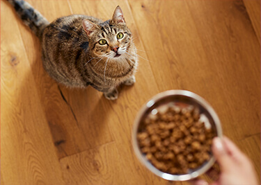 Tout savoir sur l'alimentation du chat
