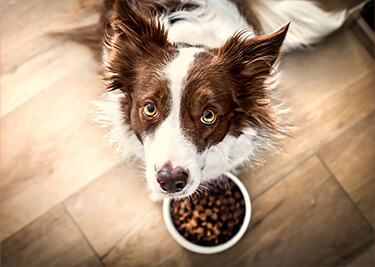 L’alimentation de votre chien : tout ce que vous devez savoir