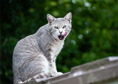 Chats