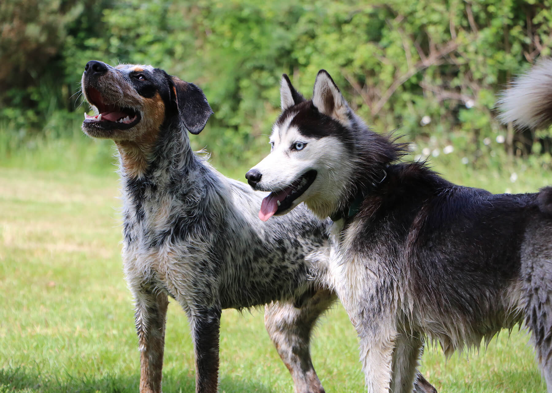 Deux chiens debout sur l'herbe, l'un étant un Husky avec des yeux bleus et l'autre un chien de type Coonhound avec un pelage moucheté