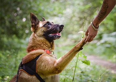 Education du chien