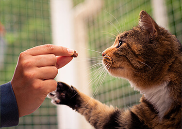 Éducation du chat