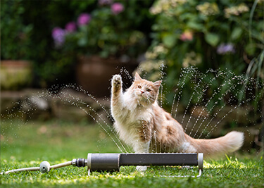 Loisirs du chat