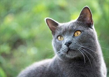 Races de chats