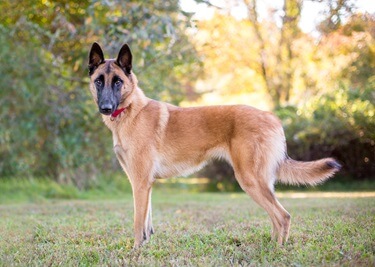 Races de chiens