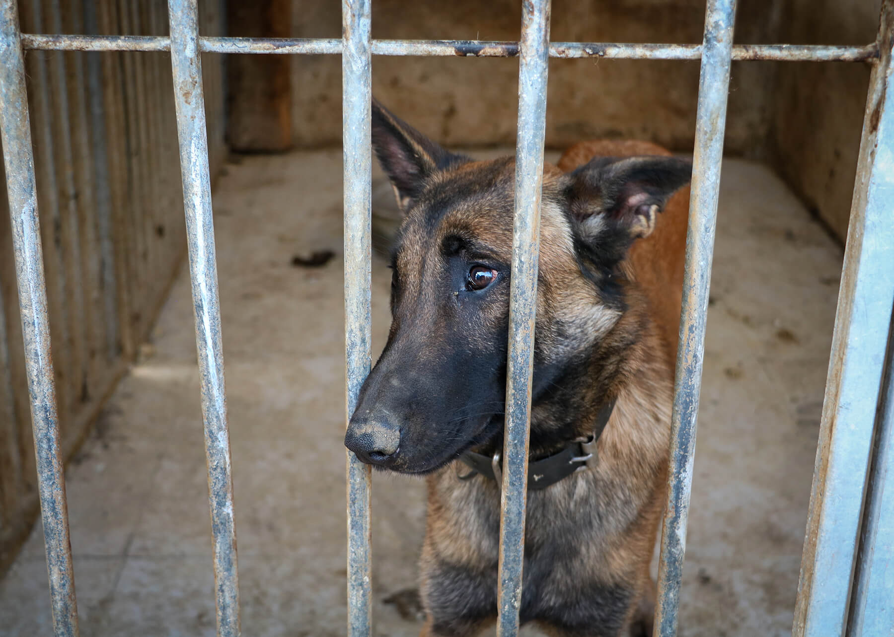 Chien malinois dans une cage, regardant tristement à travers les barreaux en métal.