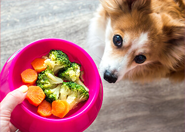 Chien et légumes : Quels légumes puis-je donner à mon animal de compagnie ?