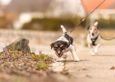 Chien qui tire en laisse : causes et solutions